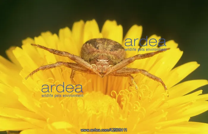 : Crab SPIDER - aggressive posture on Dandelion flower : Crab SPIDER - aggressive posture on Dandelion flower
