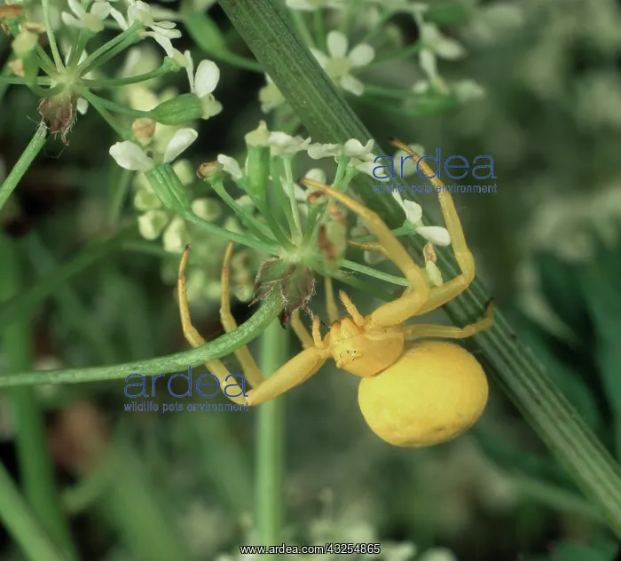  : Crab spider awaits prey