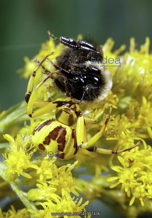 : Crab Spider with Bee Prey : Crab Spider with Bee Prey