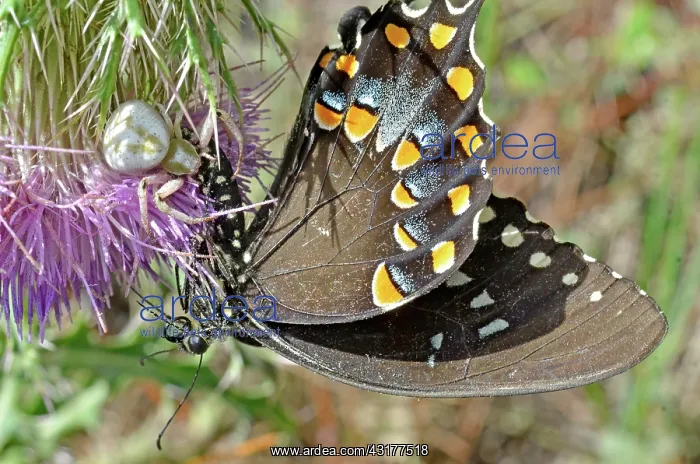 : Crab spider catches butterfly : Crab spider catches butterfly