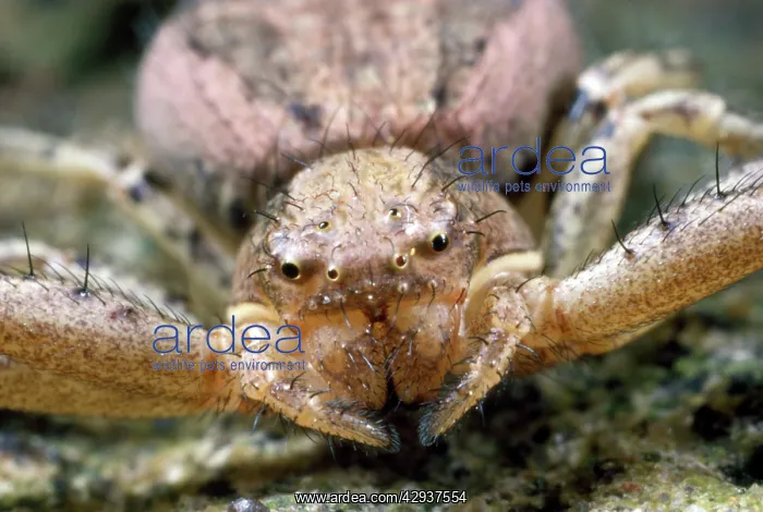 : Crab Spider - close-up of face : Crab Spider - close-up of face