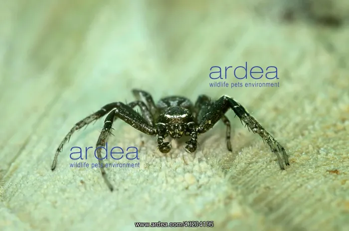 : Crab spider (Coriarachne depressa), male, Valais : Crab spider (Coriarachne depressa), male, Valais