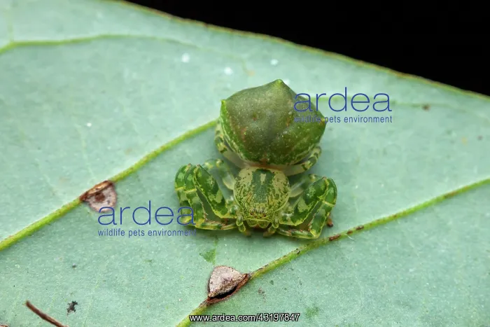 : Crab spider (Epicadus dimidiaster) on a leaf, Montagne : Crab spider (Epicadus dimidiaster) on a leaf, Montagne