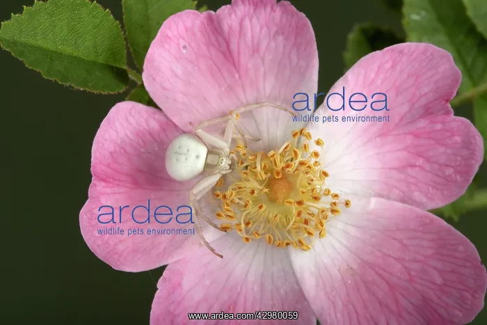 : Crab spider - on flower : Crab spider - on flower