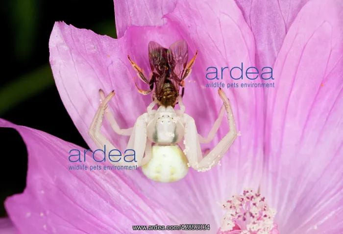 : Crab Spider / Flower Spider - with small bee prey : Crab Spider / Flower Spider - with small bee prey