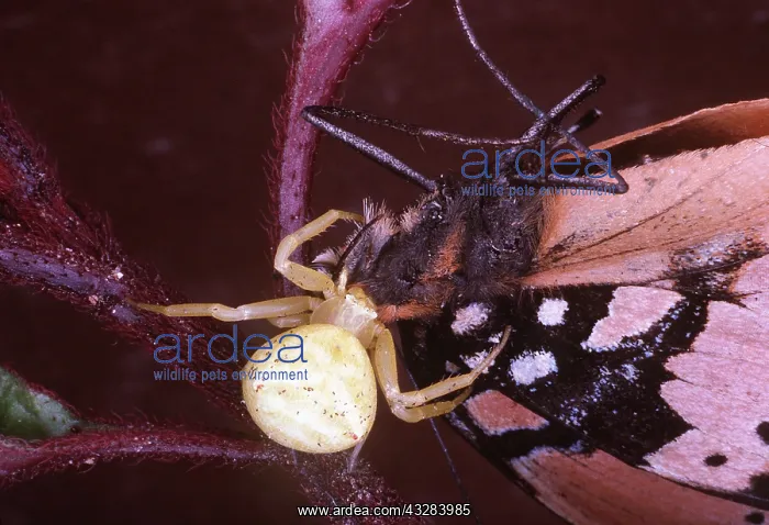 : CRAB SPIDER - with Gaudy Commodore prey : CRAB SPIDER - with Gaudy Commodore prey
