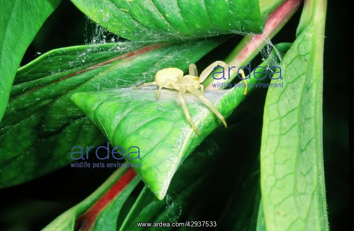 : Crab Spider - guarding silk egg case : Crab Spider - guarding silk egg case