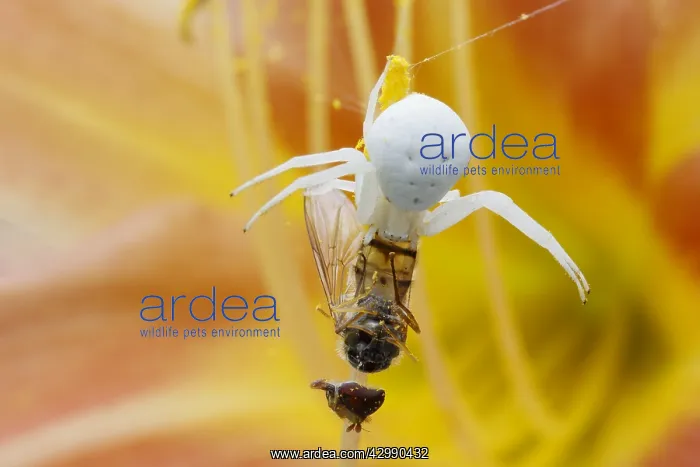 : Crab Spider - on Hemerocallis Flower with Hoverfly : Crab Spider - on Hemerocallis Flower with Hoverfly