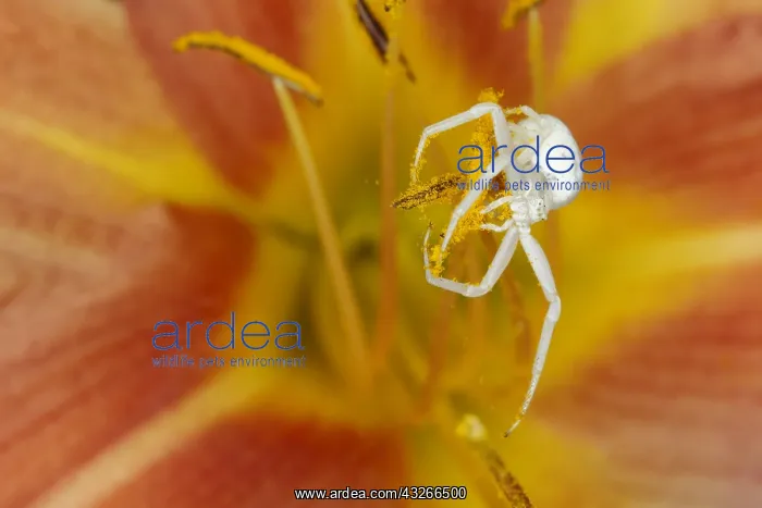 : Crab Spider - on Hemerocallis Flower Misumena vatia : Crab Spider - on Hemerocallis Flower Misumena vatia