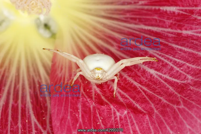 : Crab Spider - in Hollyhock Flower Misumena vatia : Crab Spider - in Hollyhock Flower Misumena vatia