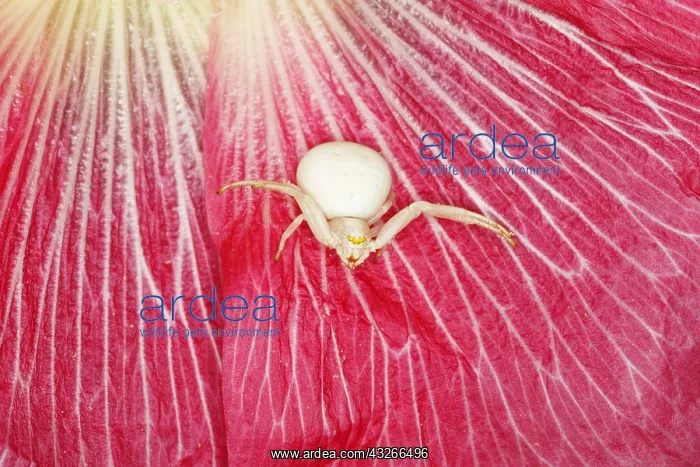 : Crab Spider - in Hollyhock Flower Misumena vatia : Crab Spider - in Hollyhock Flower Misumena vatia