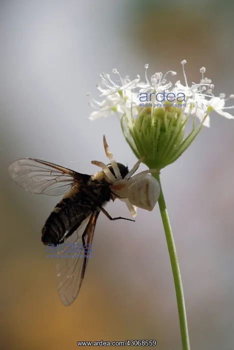 : Crab Spider with horsefly prey : Crab Spider with horsefly prey