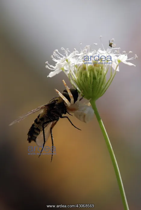 : Crab Spider with horsefly prey : Crab Spider with horsefly prey