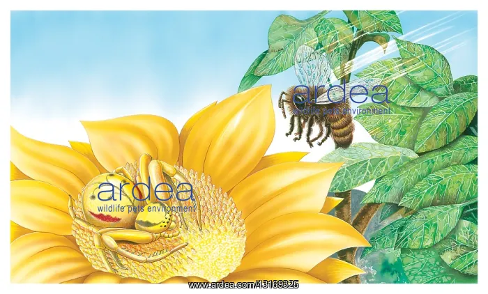: Crab Spider. It's not the flower that kills it's : Crab Spider. It's not the flower that kills it's