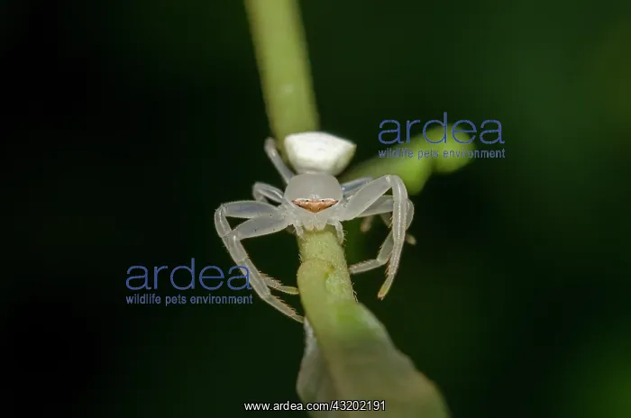 : Crab Spider on leaf - Saba, Bali, Indonesia : Crab Spider on leaf - Saba, Bali, Indonesia