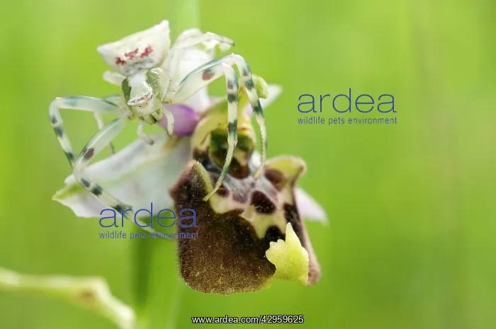 : Crab spider - lurking on an Late Spider Orchid : Crab spider - lurking on an Late Spider Orchid