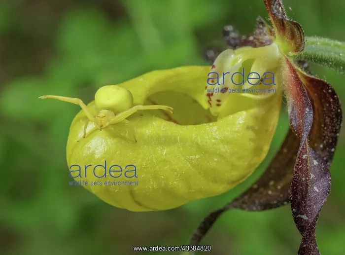 : Crab spider, Misumena vatia, camouflaged on the : Crab spider, Misumena vatia, camouflaged on the