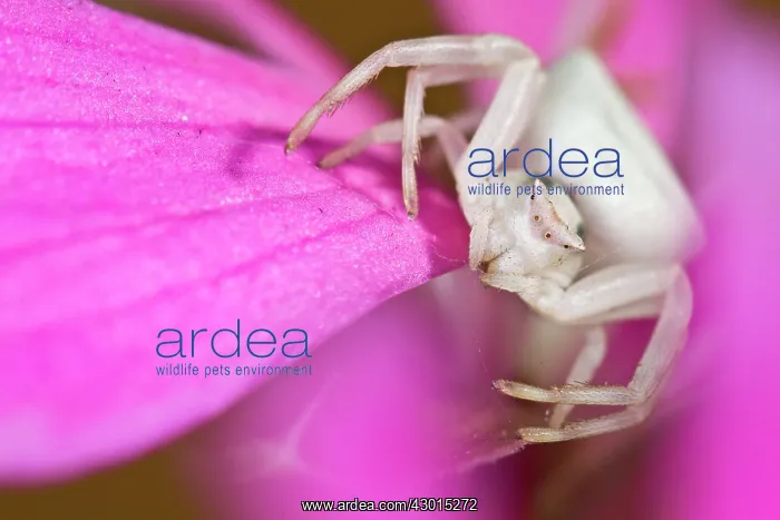  : Crab Spider - portrait on a pink flower