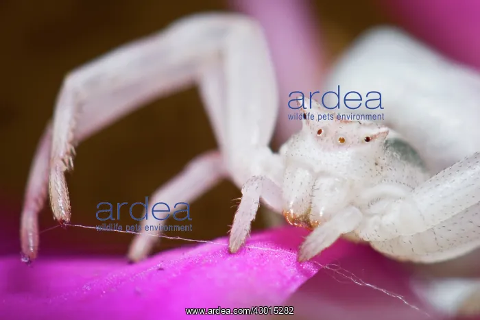 : Crab Spider - portrait on a pink flower : Crab Spider - portrait on a pink flower