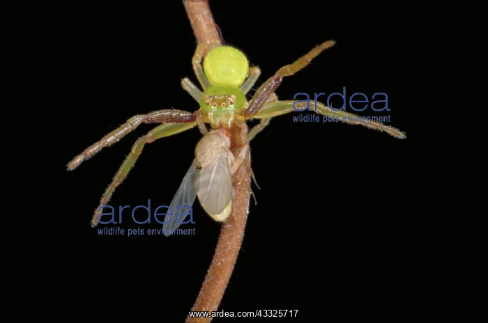 : Crab spider with prey : Crab spider with prey