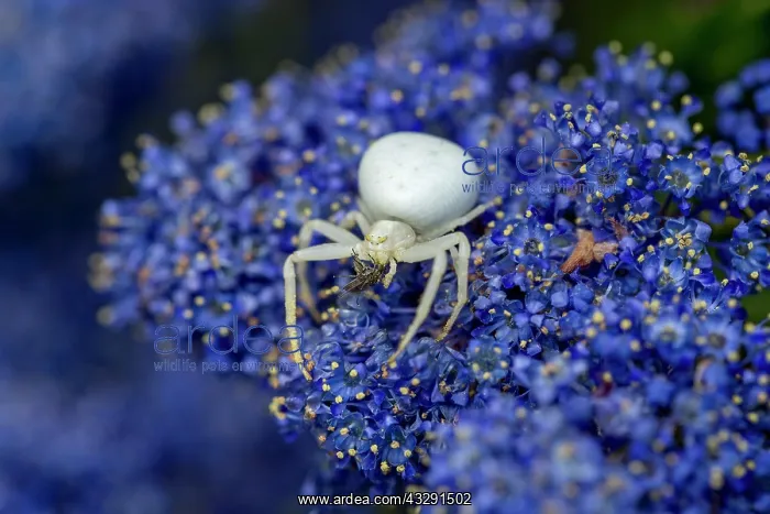 : Crab Spider - With Prey - on Ceanothus - UK : Crab Spider - With Prey - on Ceanothus - UK