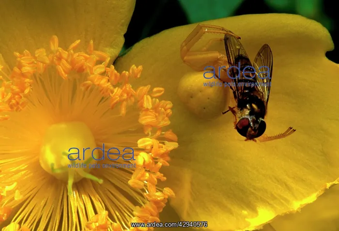 : Crab Spider - preying on a diptera fly : Crab Spider - preying on a diptera fly