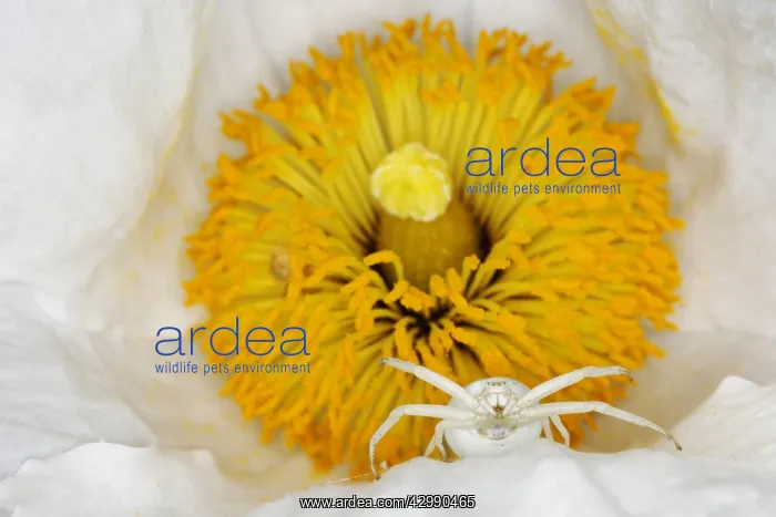 : Crab Spider - in Romneya Flower Misumena vatia Essex : Crab Spider - in Romneya Flower Misumena vatia Essex