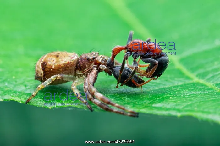 : A crab spider (Strigoplus sp.) with prey (Tetraponera : A crab spider (Strigoplus sp.) with prey (Tetraponera