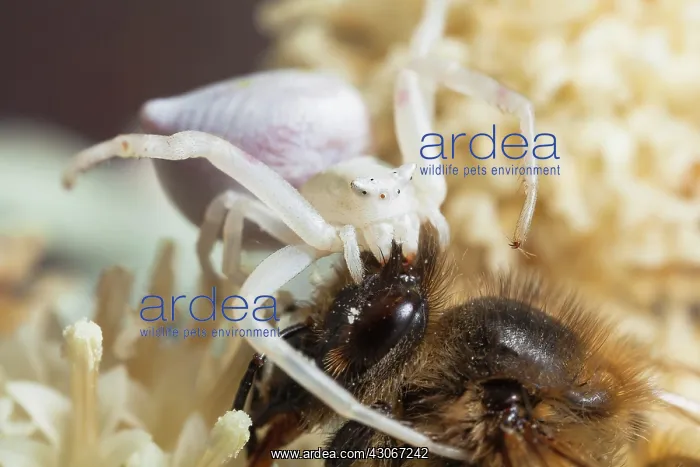 : Crab spider ( Thomisus onustus ) capturing a Bee : Crab spider ( Thomisus onustus ) capturing a Bee