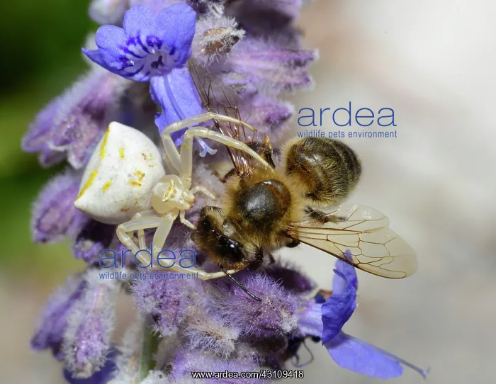 : Crab spider (Thomisus onustus) white female capturing : Crab spider (Thomisus onustus) white female capturing