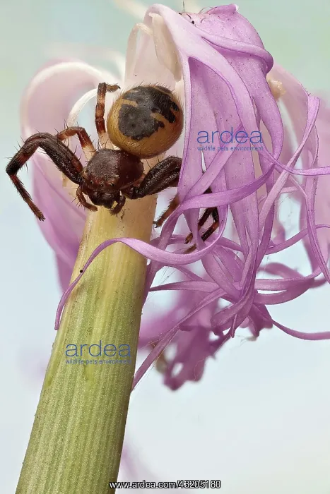 : A crab spider usually found in flowers, also kno : A crab spider usually found in flowers, also kno