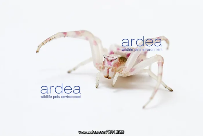 : Crab Spider on white background : Crab Spider on white background