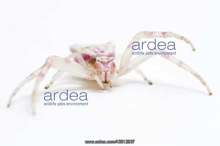: Crab Spider on white background : Crab Spider on white background