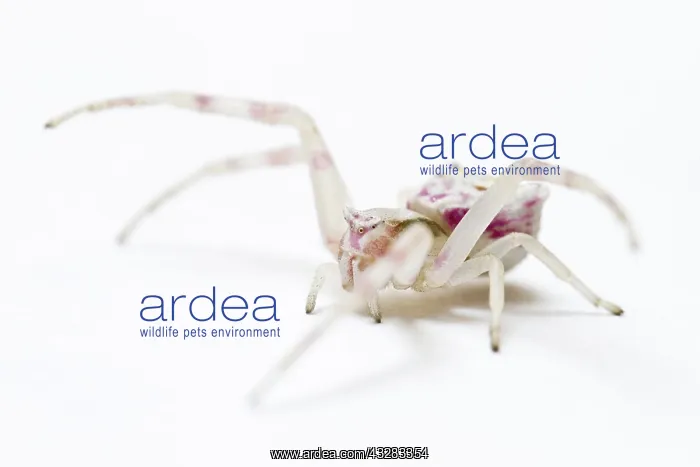 : Crab Spider - on white background : Crab Spider - on white background