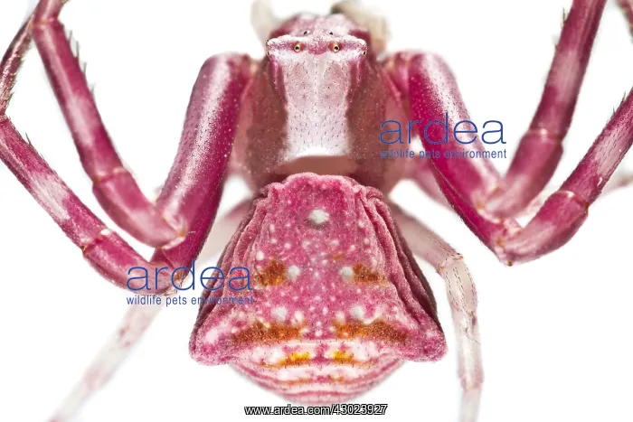 : Crab Spider on white background Galicia Spain : Crab Spider on white background Galicia Spain