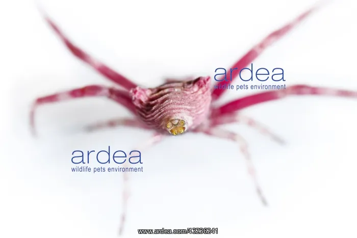 : Crab Spider on white background Galicia Spain : Crab Spider on white background Galicia Spain