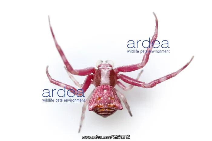 : Crab Spider on white background Galicia Spain : Crab Spider on white background Galicia Spain