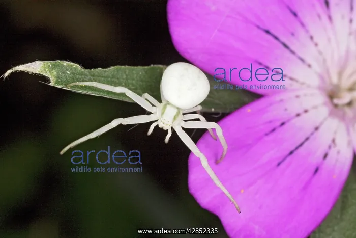  : Crab Spider - white form, on Corncockle