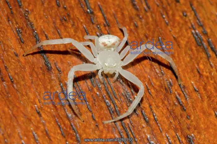 : Crab Spider - on wood - Klungkung, Bali, Indonesia : Crab Spider - on wood - Klungkung, Bali, Indonesia