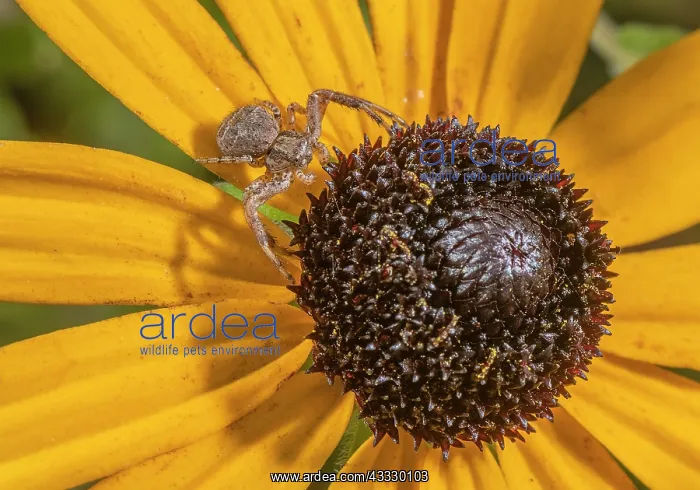 : Crab Spider, Xysticus cristatus waiting on a con : Crab Spider, Xysticus cristatus waiting on a con