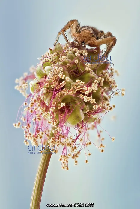 : Most crab spiders are specialiced in ambush hunt : Most crab spiders are specialiced in ambush hunt