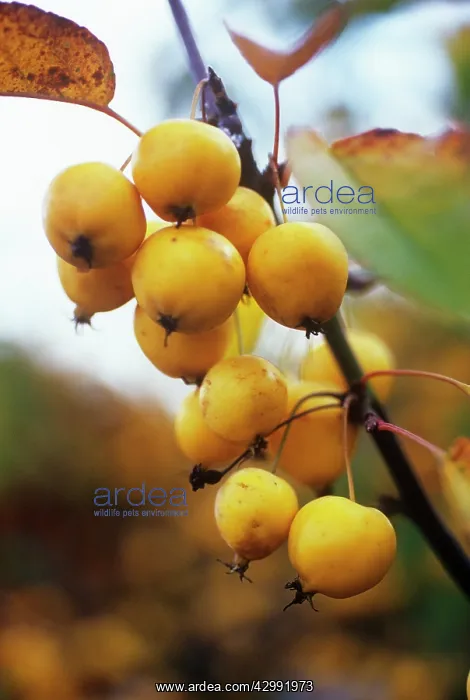 : Crabapple, Malus x zumi Golden Hornet : Crabapple, Malus x zumi Golden Hornet