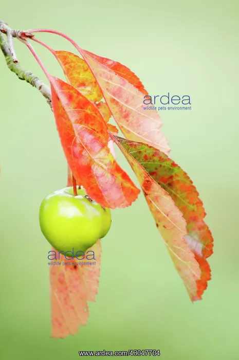 : Crabapple, Malus Ioensis : Crabapple, Malus Ioensis