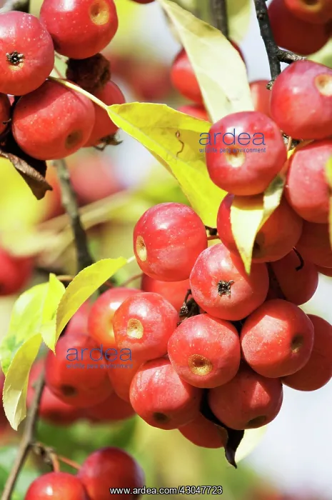 : Crabapple, Malus hupehensis : Crabapple, Malus hupehensis