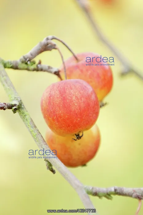 : Crabapple, Malus prunifolia var Macrocarpa : Crabapple, Malus prunifolia var Macrocarpa