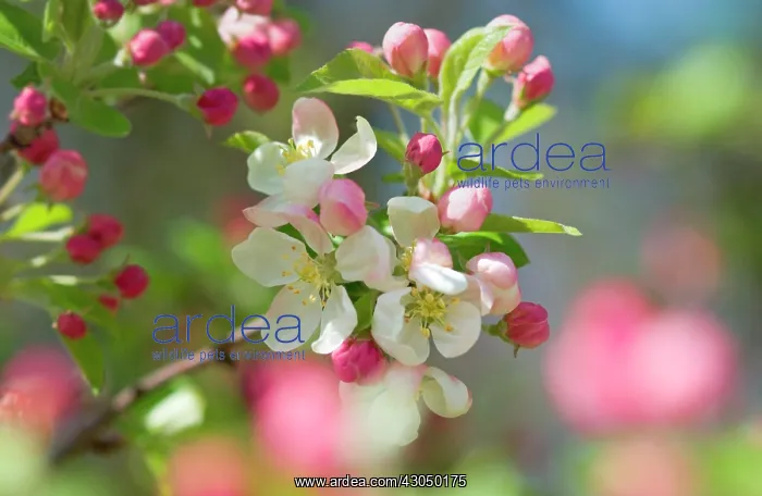: Crabapple, Malus Evereste : Crabapple, Malus Evereste