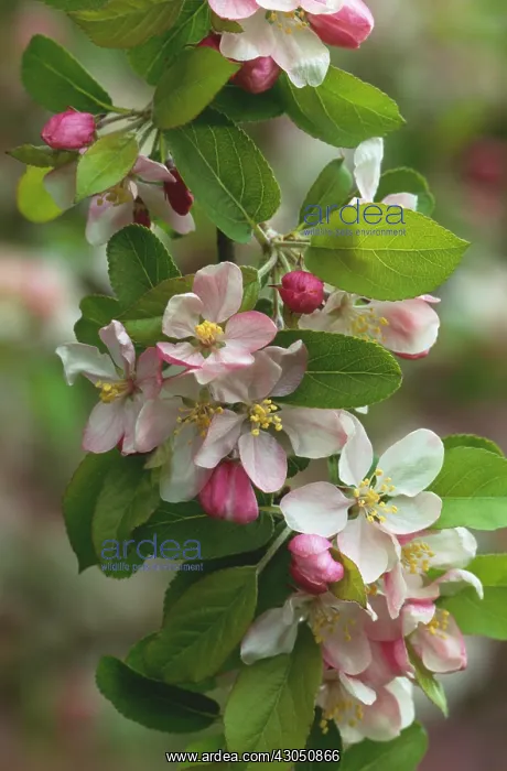 : Crabapple, Malus x zumi Golden Hornet : Crabapple, Malus x zumi Golden Hornet