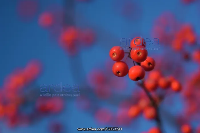 : Crabapple, Malus coronaria : Crabapple, Malus coronaria
