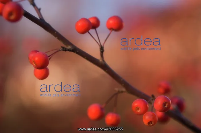 : Crabapple, Malus coronaria : Crabapple, Malus coronaria