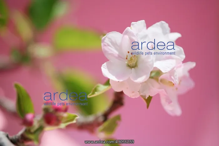 : Crabapple, Malus : Crabapple, Malus
